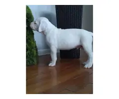 3 Dogo Argentino puppies for sale - 5