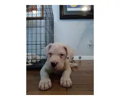 3 Dogo Argentino puppies for sale - 8
