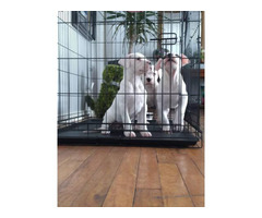 3 Dogo Argentino puppies for sale