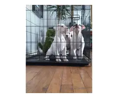 3 Dogo Argentino puppies for sale - 9