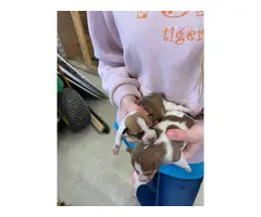 Litter of 8 Rat Terrier Puppies