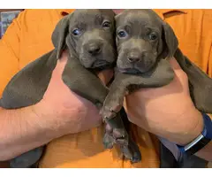 2 AKC registered blue Weimaraner puppies for adoption - 2