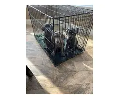 2 AKC registered blue Weimaraner puppies for adoption - 4