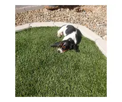 7 weeks old Basset hound puppies - 4