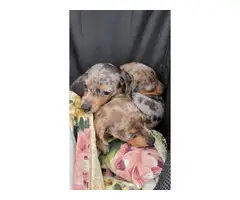 3 daple Dachshund puppies available