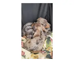 3 daple Dachshund puppies available - 2