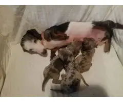 3 daple Dachshund puppies available - 3