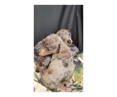 3 daple Dachshund puppies available - 4