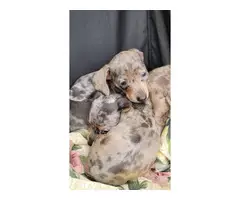 3 daple Dachshund puppies available - 5