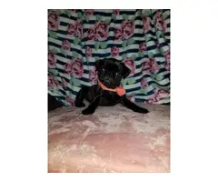 Purebred black pug puppy for sale - 1