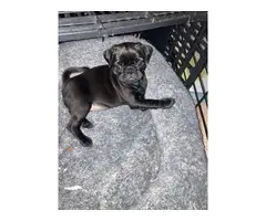 Purebred black pug puppy for sale - 3