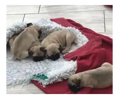 Sweet pugs puppies available