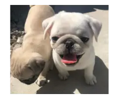 Sweet pugs puppies available - 2