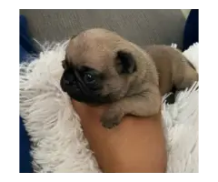 Sweet pugs puppies available - 4