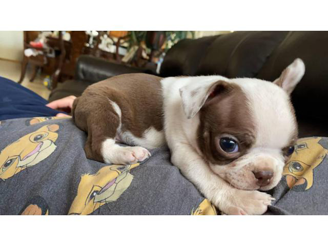 5 Boston Terrier puppies looking for new home in Phoenix