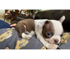 5 Boston Terrier puppies looking for new home