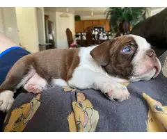 5 Boston Terrier puppies looking for new home - 2