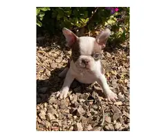 5 Boston Terrier puppies looking for new home - 3