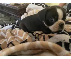 5 Boston Terrier puppies looking for new home - 4