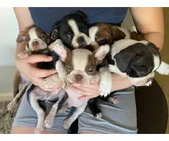 5 Boston Terrier puppies looking for new home - 5