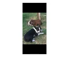 5 Boston Terrier puppies looking for new home - 6
