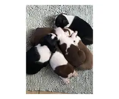 5 Boston Terrier puppies looking for new home - 7