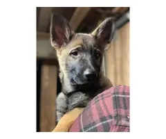 3 AKC Registered German Shepherd puppies for sale - 1