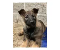3 AKC Registered German Shepherd puppies for sale - 2