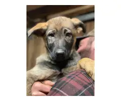 3 AKC Registered German Shepherd puppies for sale - 3