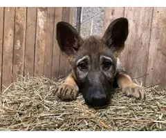 3 AKC Registered German Shepherd puppies for sale - 4
