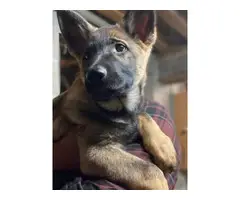 3 AKC Registered German Shepherd puppies for sale - 5