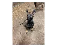 3 AKC Registered German Shepherd puppies for sale - 6