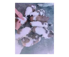 Saint Bernard Puppies 3 males and 2 females - 2