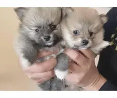 4 month old Pomeranians for sale - 5