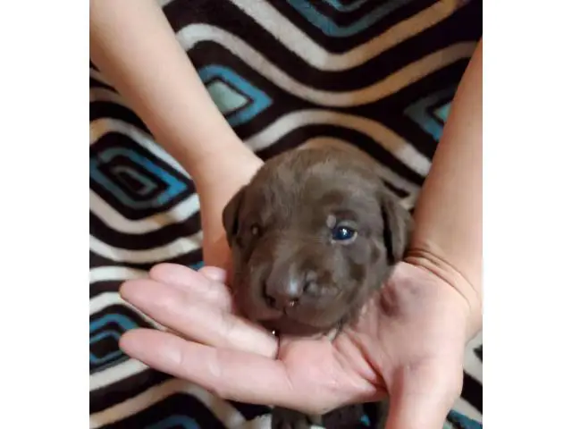 Lab puppies for sale - 4/19