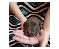 Lab puppies for sale - 4