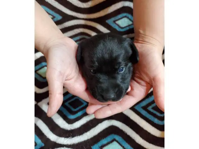 Lab puppies for sale - 5/19