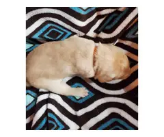 Lab puppies for sale - 6