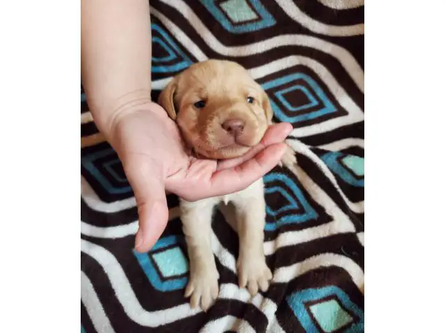 Lab puppies for sale - 7/19