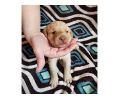 Lab puppies for sale - 7