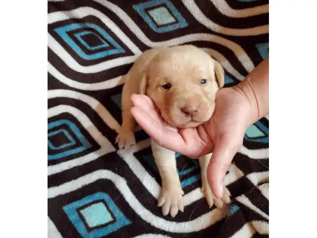 Lab puppies for sale - 8/19