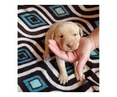 Lab puppies for sale - 8