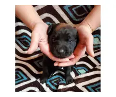 Lab puppies for sale - 13