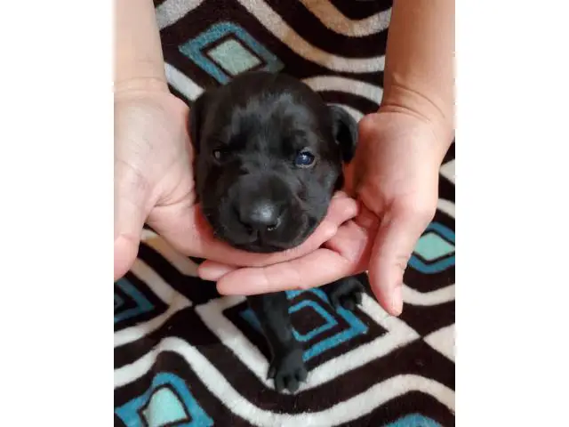 Lab puppies for sale - 16/19