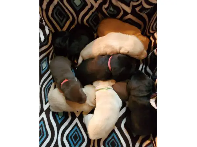 Lab puppies for sale - 17/19