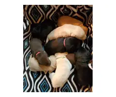 Lab puppies for sale - 17