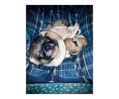 2 males fullblooded Chihuahua puppies