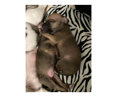 2 males fullblooded Chihuahua puppies