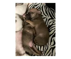 2 males fullblooded Chihuahua puppies - 6