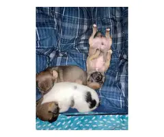 2 males fullblooded Chihuahua puppies - 7